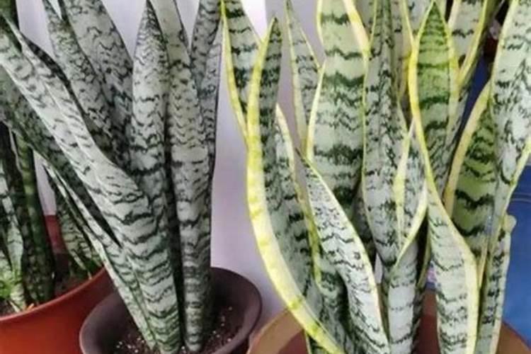 虎皮兰怎么养才能开花 虎皮兰怎样养才能开花