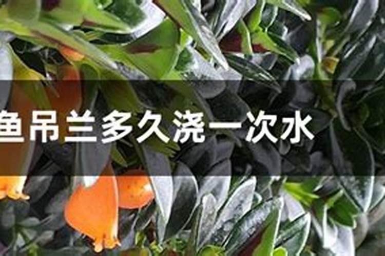金心吊兰怎么养才旺,掌握4个要点养出旺盛金心吊兰
