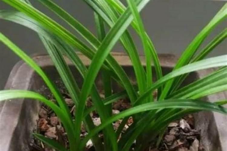 种植花生磷肥的正确方法