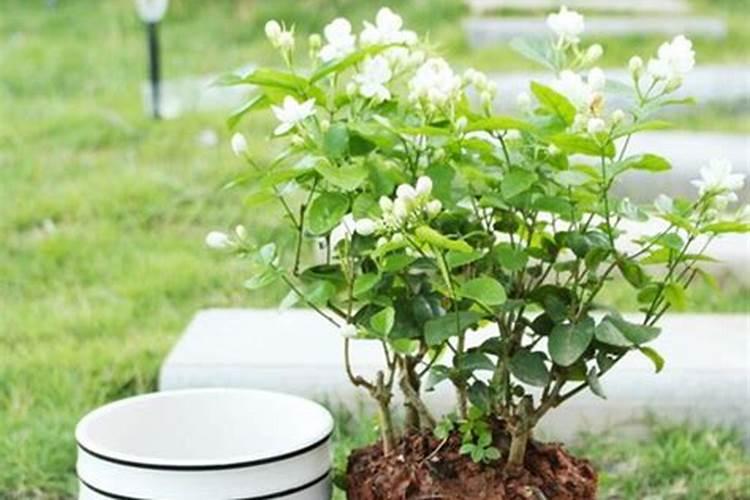 茉莉花多久施一次肥 应该施什么肥