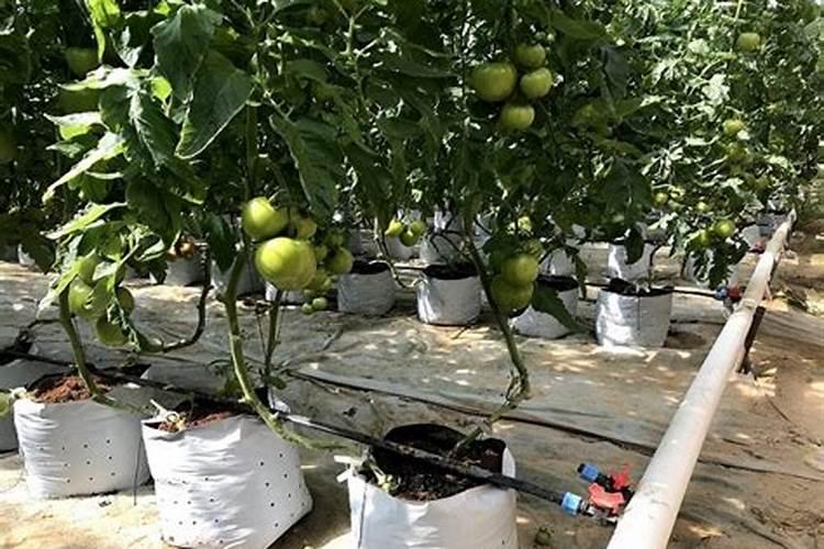 磷肥如何正确施用更高效