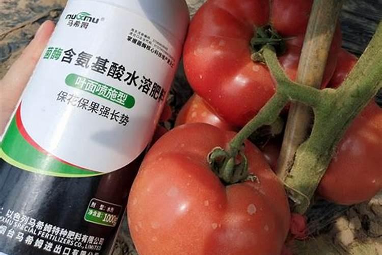 西红柿棵怎么管理？用什么水溶肥提高西红柿产量？