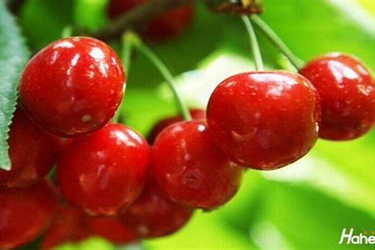 我给樱桃树冲施水溶肥后能不能马上浇水？