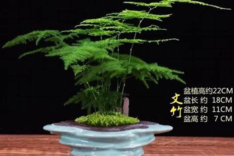 文竹能不能浇叶子(文竹可以喷叶面肥吗)