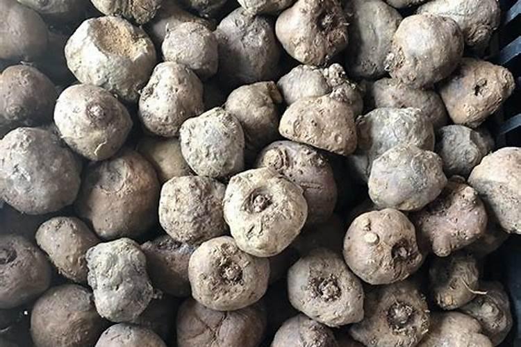 富源二代白魔芋种植用肥技巧