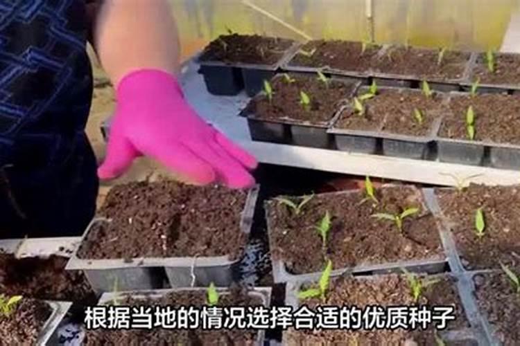 水稻秧盘3400盘大约是多少平方米？