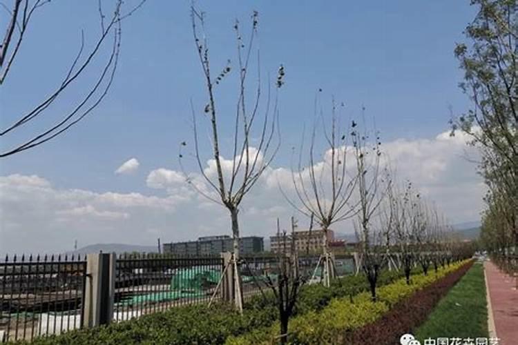 种花草用什么肥料最好
