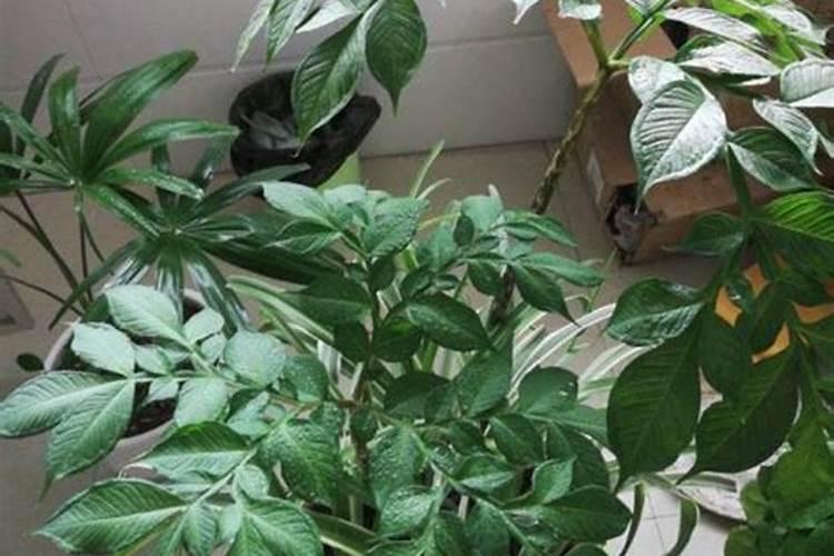 云南花魔芋种植的步骤和方法