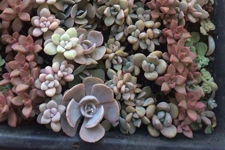 新型肥料和传统肥料有什么区别