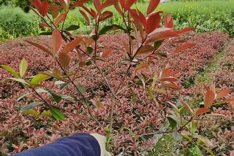 红叶石楠怎样种植成活率高