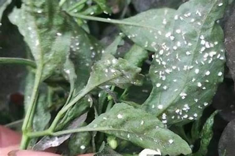 水稻白粉虱防治方法