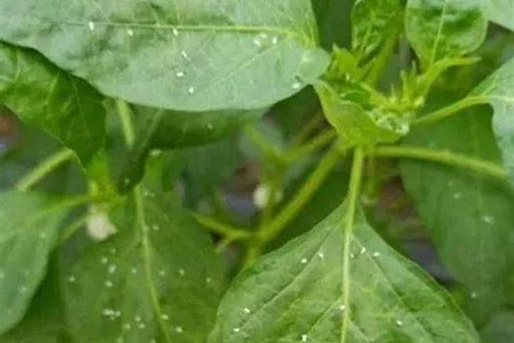 茉莉花白粉虱防治方法(茉莉花白粉虱防治全攻略,有效方法与防治技巧解析...