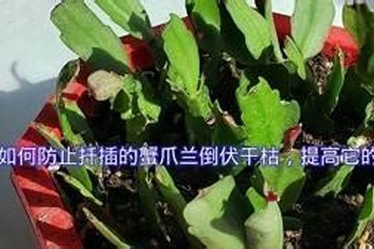 蟹爪兰如何施肥生长快