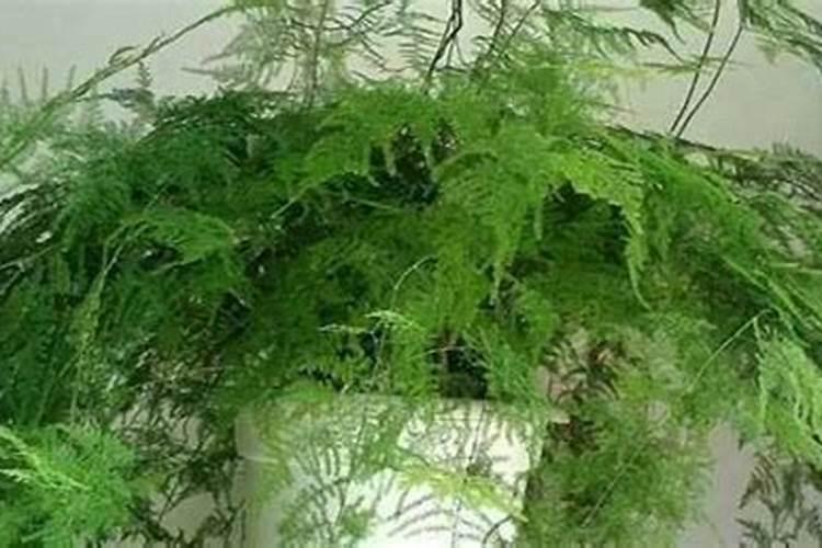 文竹的养护和注意事项 新手怎样栽培管理文竹更旺盛