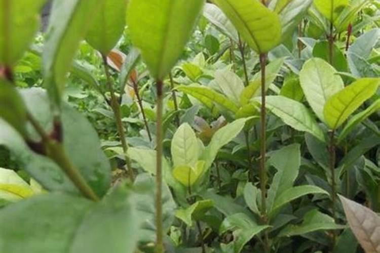 盆栽桂花可以施叶面肥吗