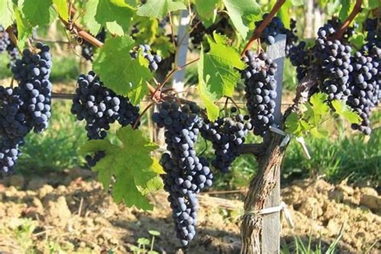 葡萄秋施肥最佳配方 秋季怎么施肥最好