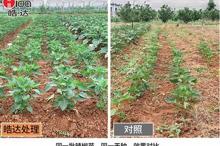 绿尖椒疫病危害极大,绿尖椒疫病该怎么防治？