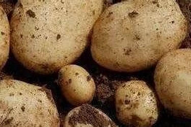 甘糖蜜粉是什么味道