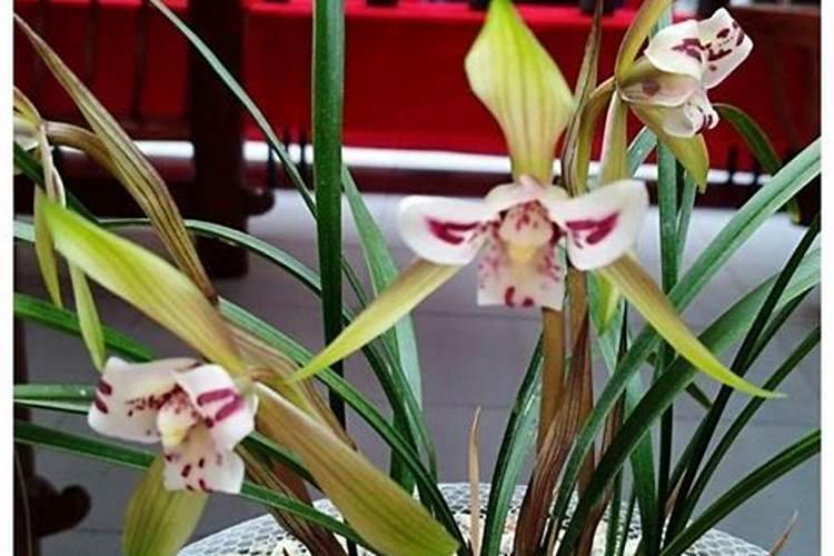 西兰花推迟岀花有什么方法？
