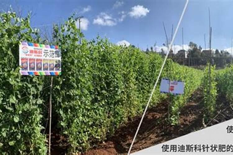 荷兰豆喜欢什么肥料