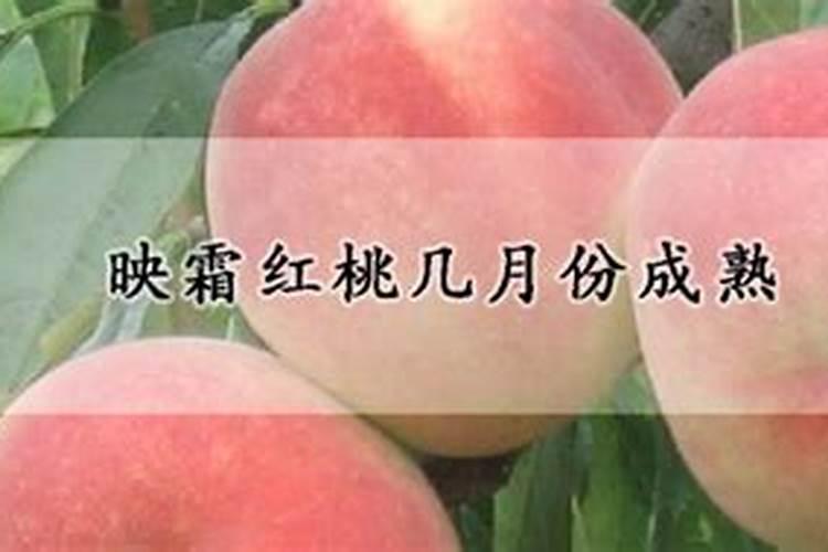 迎霜红桃在十天摘代可以吗？
