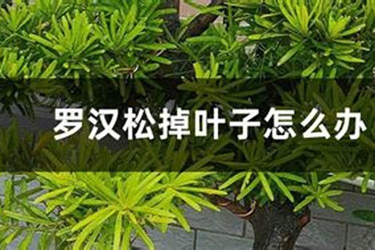 我一棵罗汉松施多了鸡粪出现枯萎怎么办