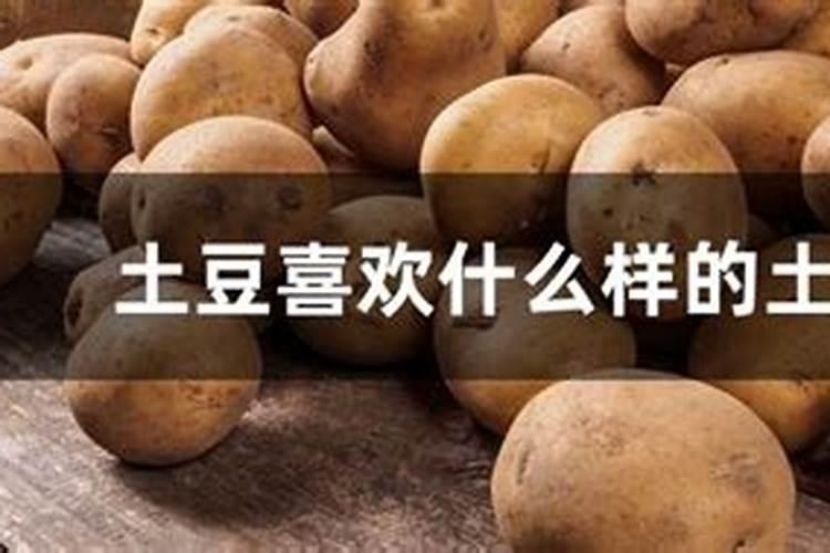 土豆用什么肥料最佳,产量高