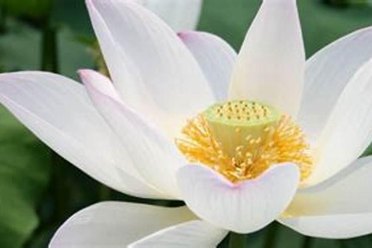 荷花只长叶子不开花,不要担心,知道这3点轻松解决