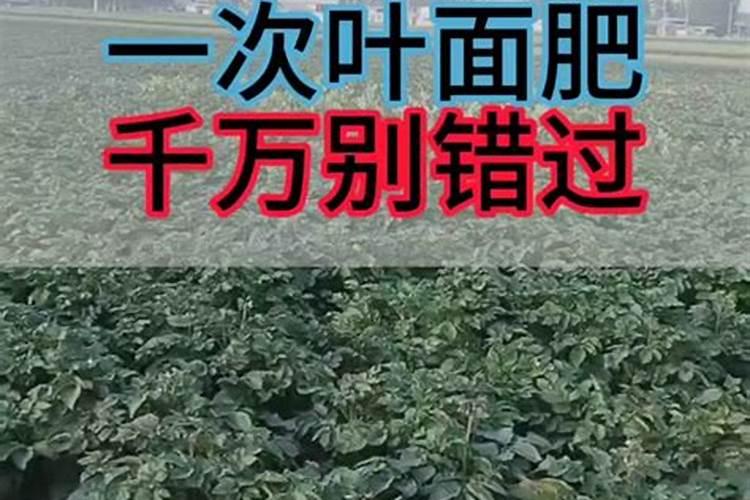卖农大肥的您真正了解腐植酸肥料吗？