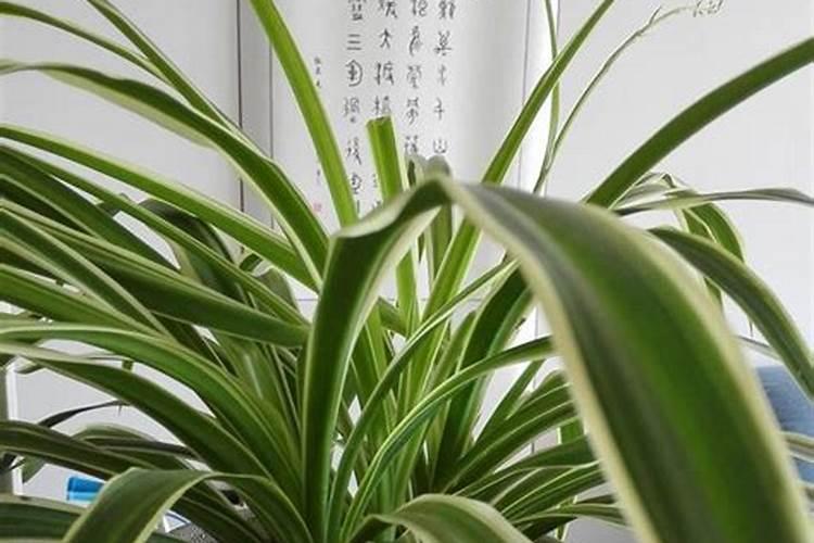 吊兰施肥方法