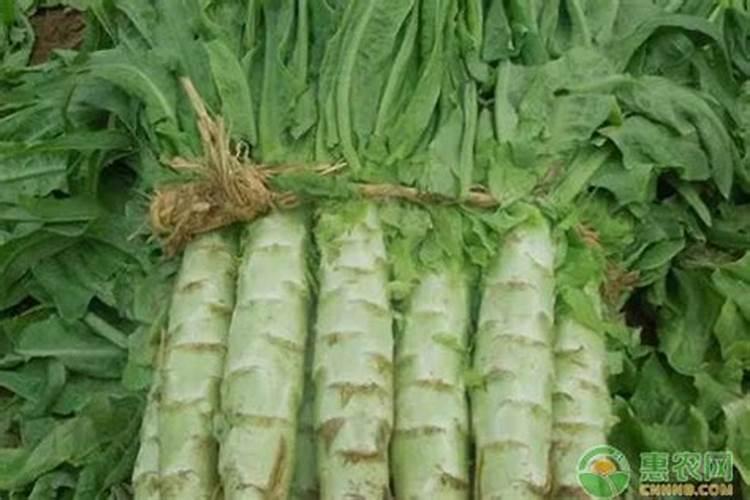蔬菜种植补钙技巧 蔬菜种植怎么补钙