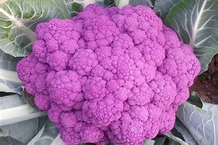 硼肥对改善花椰菜品质的重要作用及施用方法有哪些？