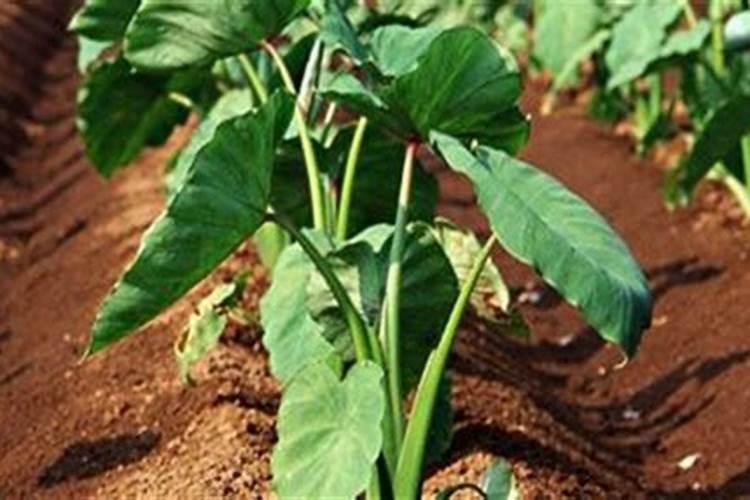 种芋头用什么肥料好