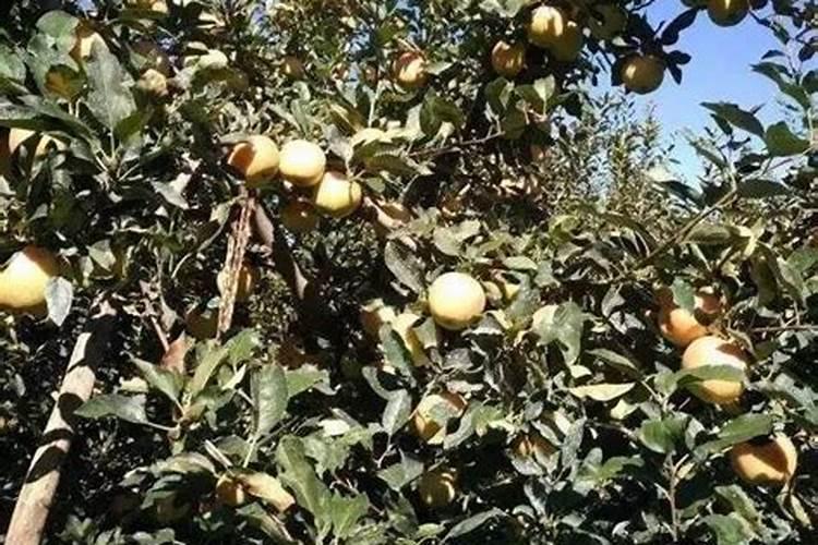 杏子可以当化肥上无花果吗？