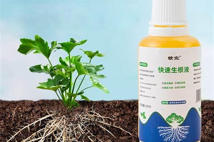 如何使树木快速生根