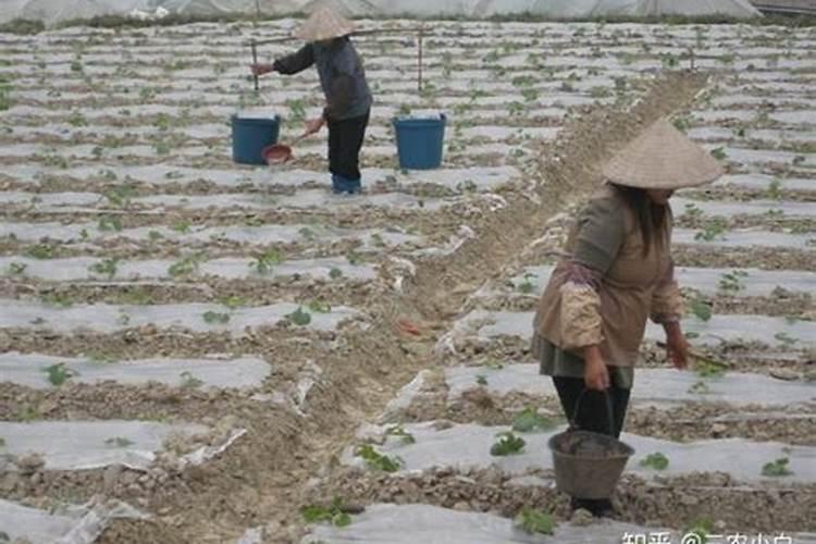 果树用水溶肥好还是复合肥好