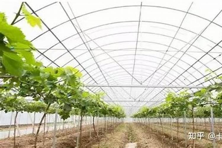 冬季如何进行大棚蔬菜灌水与施肥？