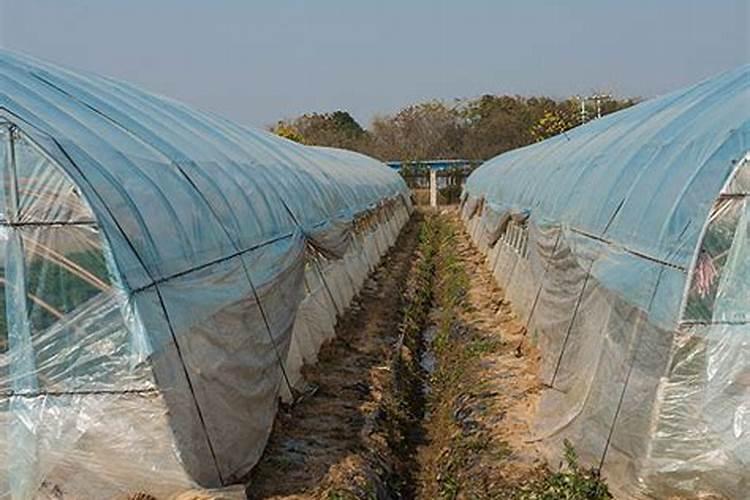 冬季大棚蔬菜管理要点和注意事项