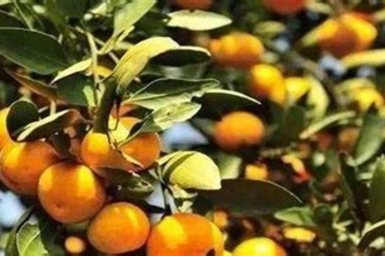 柑橘用什么肥料最好