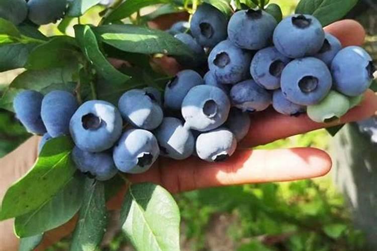 蓝莓施肥用什么肥料