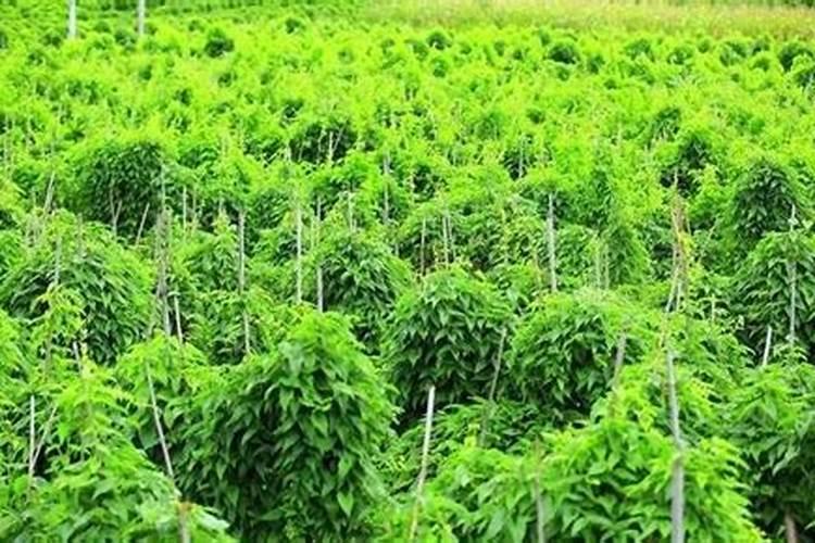 麻山药高产栽培技术 山药怎么养殖比较好