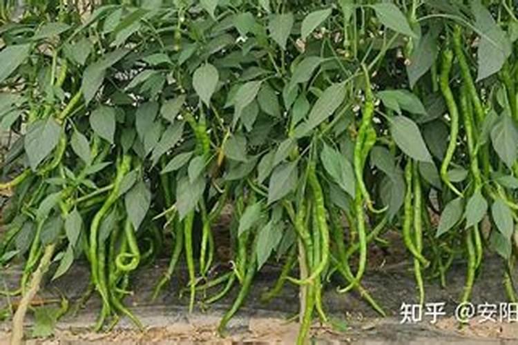 朝天椒的种植方法