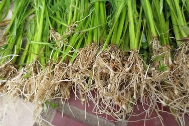 植物生长需要氮,那么给盆栽里直接加氮行不行,如何加