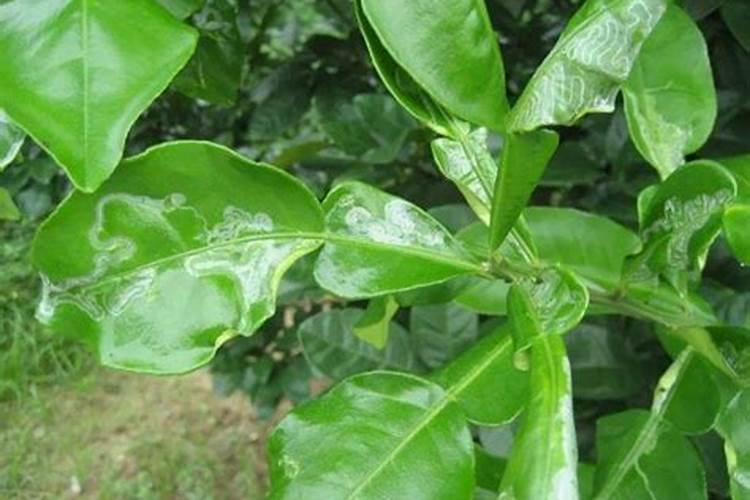 冬天载的桂花树春季干了有什么法让它发芽？