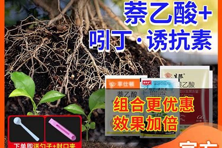 白糖生根水怎么做