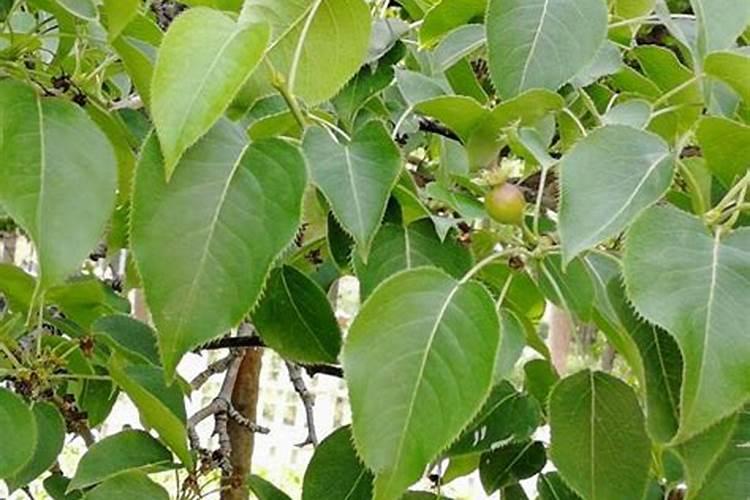 请问下师傅们这豆角叶子是什么病