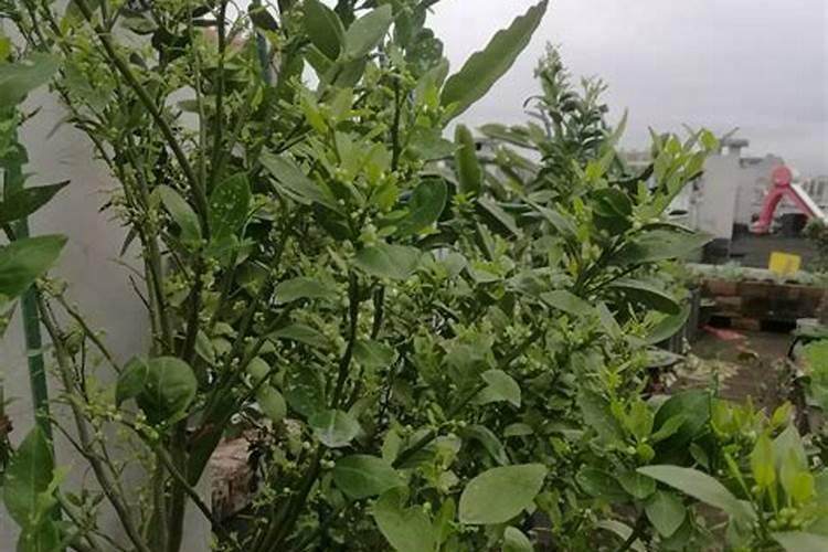 北方盆栽桔子树什么时间换盆好