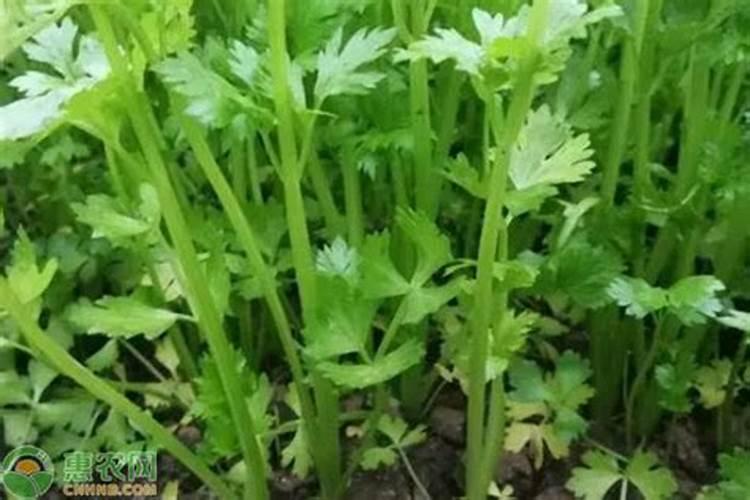 芹菜施肥方法