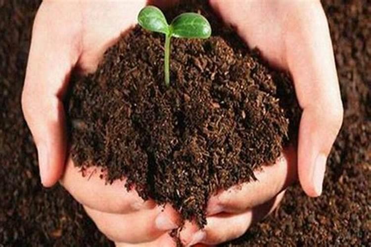 中国最好的肥料前十名