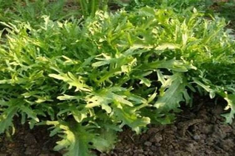 苦菊种植时间和栽培方法 大棚苦菊的种植方法